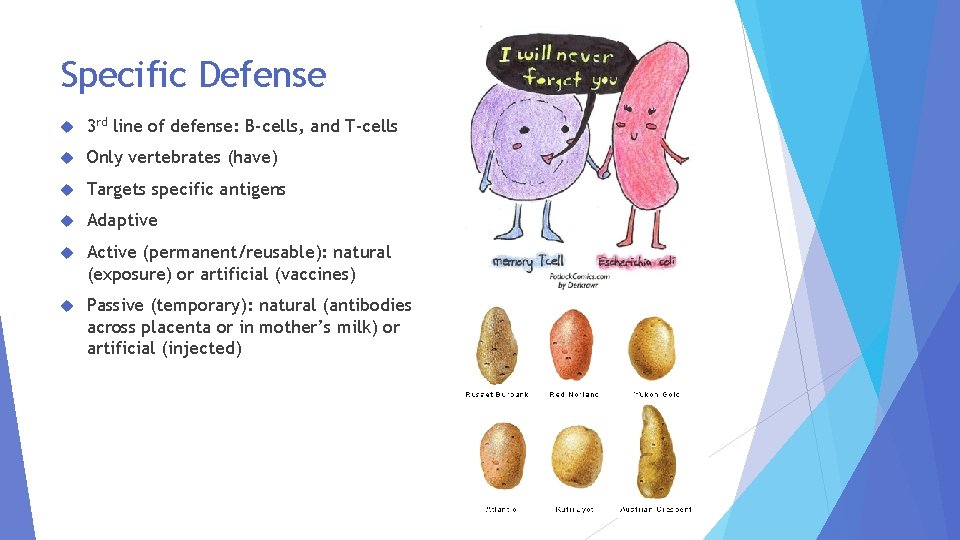 Specific Defense 3 rd line of defense: B-cells, and T-cells Only vertebrates (have) Targets