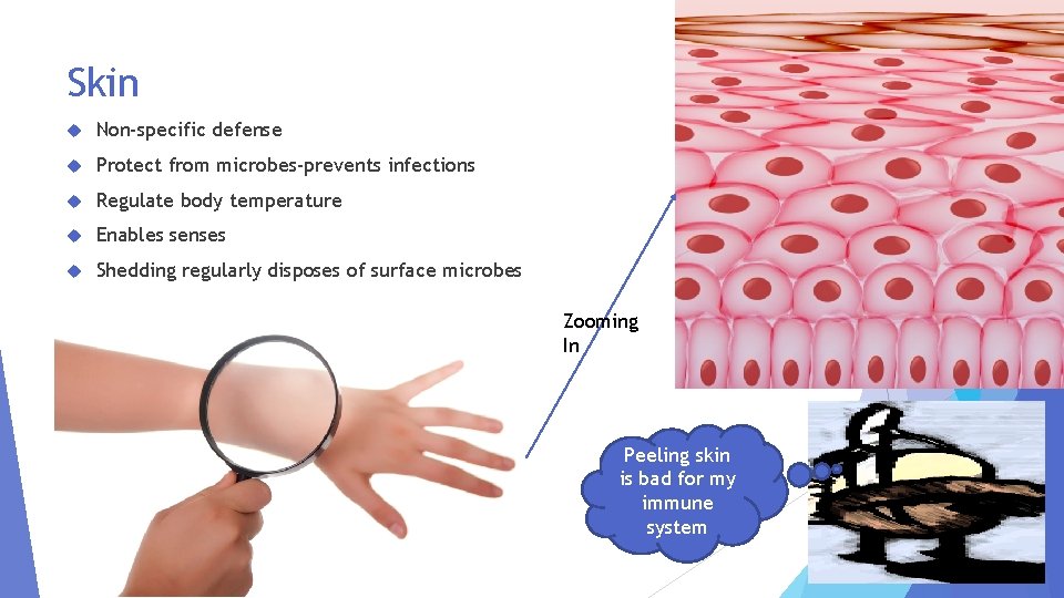 Skin Non-specific defense Protect from microbes-prevents infections Regulate body temperature Enables senses Shedding regularly