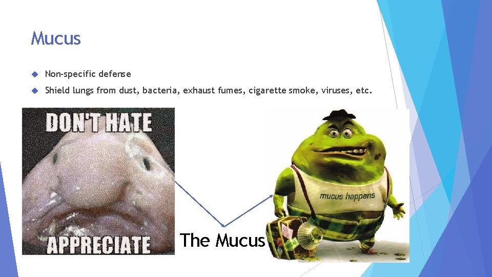 Mucus Non-specific defense Shield lungs from dust, bacteria, exhaust fumes, cigarette smoke, viruses, etc.