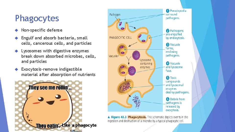 Phagocytes Non-specific defense Engulf and absorb bacteria, small cells, cancerous cells, and particles Lysosomes