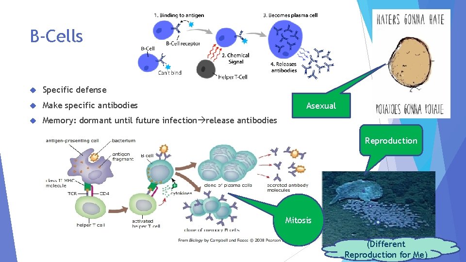 B-Cells Specific defense Make specific antibodies Memory: dormant until future infection release antibodies Asexual