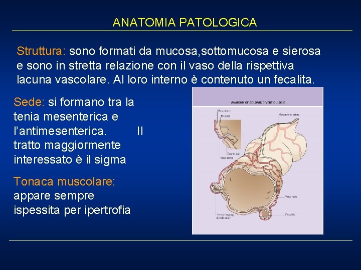 ANATOMIA PATOLOGICA Struttura: sono formati da mucosa, sottomucosa e sierosa e sono in stretta