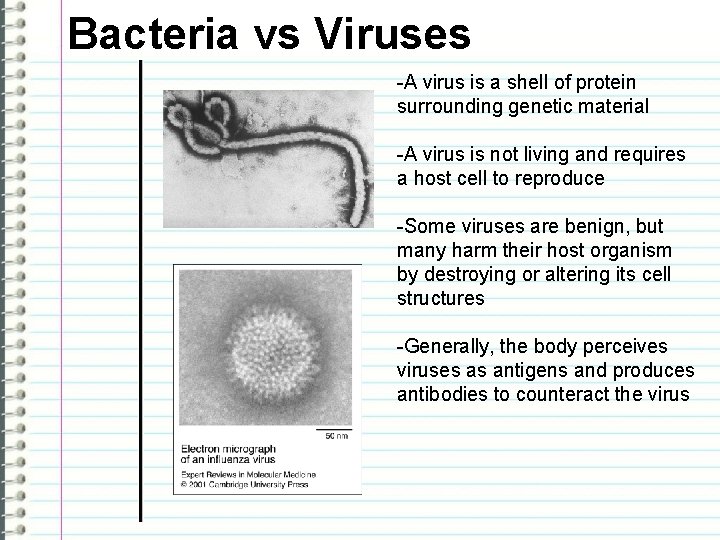 Bacteria vs Viruses -A virus is a shell of protein surrounding genetic material -A