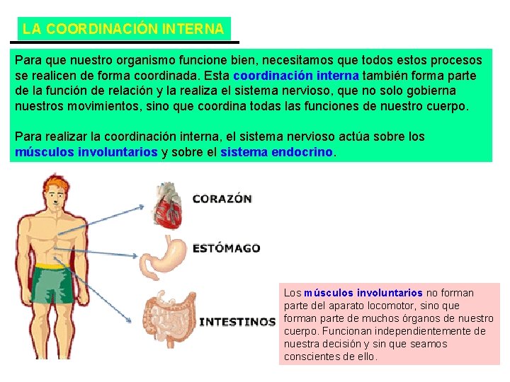 LA COORDINACIÓN INTERNA Para que nuestro organismo funcione bien, necesitamos que todos estos procesos