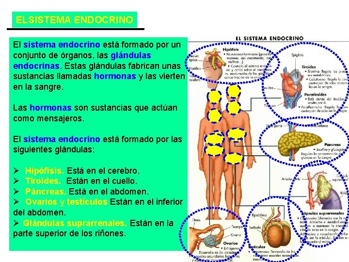 ELSISTEMA ENDOCRINO El sistema endocrino está formado por un conjunto de órganos, las glándulas