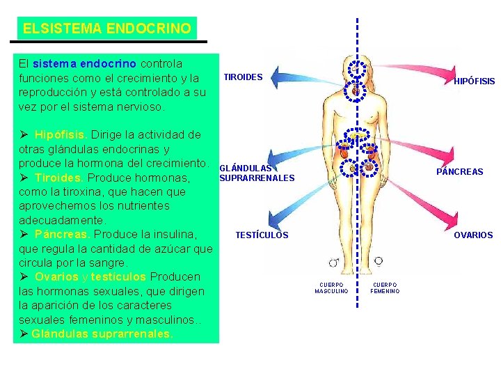 ELSISTEMA ENDOCRINO El sistema endocrino controla funciones como el crecimiento y la reproducción y