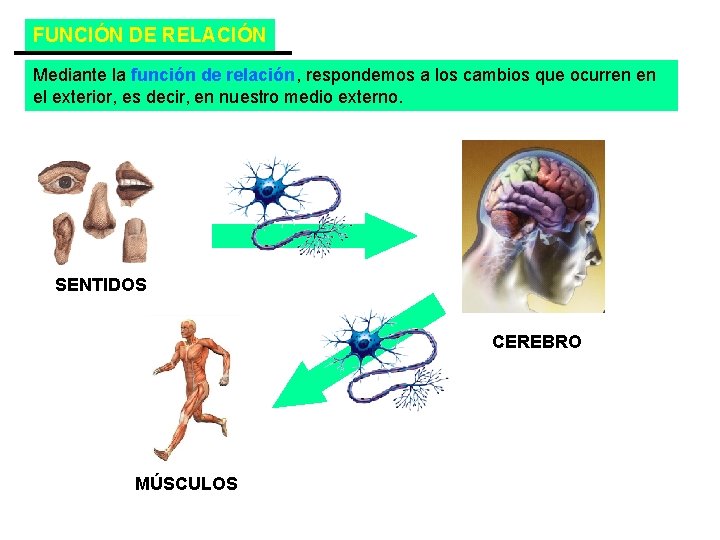 FUNCIÓN DE RELACIÓN Mediante la función de relación, respondemos a los cambios que ocurren