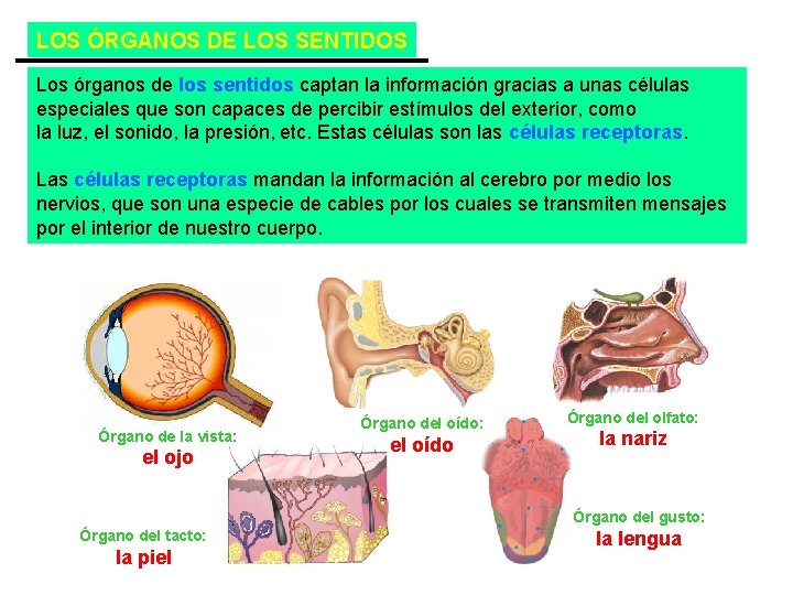 LOS ÓRGANOS DE LOS SENTIDOS Los órganos de los sentidos captan la información gracias