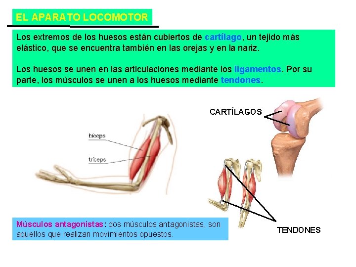 EL APARATO LOCOMOTOR Los extremos de los huesos están cubiertos de cartílago, un tejido