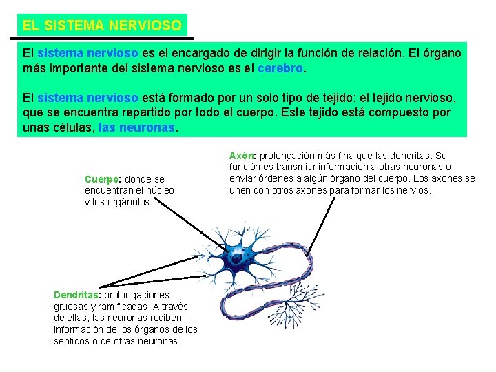 EL SISTEMA NERVIOSO El sistema nervioso es el encargado de dirigir la función de