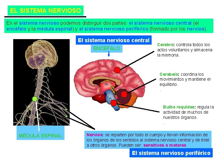 EL SISTEMA NERVIOSO En el sistema nervioso podemos distinguir dos partes: el sistema nervioso