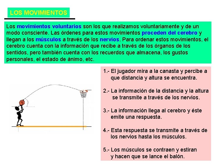 LOS MOVIMIENTOS 1 Los movimientos voluntarios son los que realizamos voluntariamente y de un