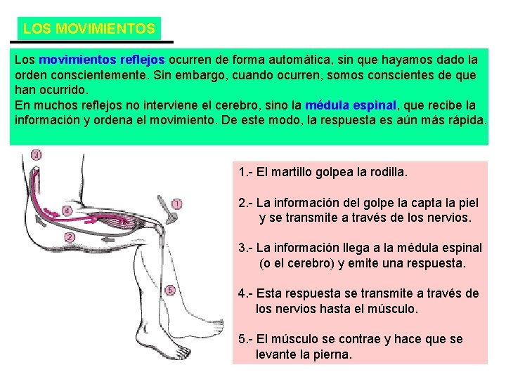 LOS MOVIMIENTOS Los movimientos reflejos ocurren de forma automática, sin que hayamos dado la