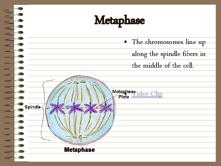 Metaphase • The chromosomes line up along the spindle fibers in the middle of