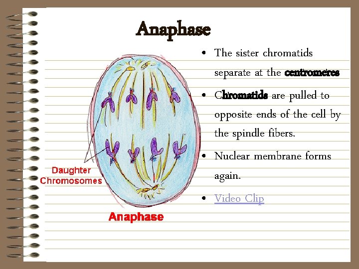 Anaphase • The sister chromatids separate at the centromeres • Chromatids are pulled to