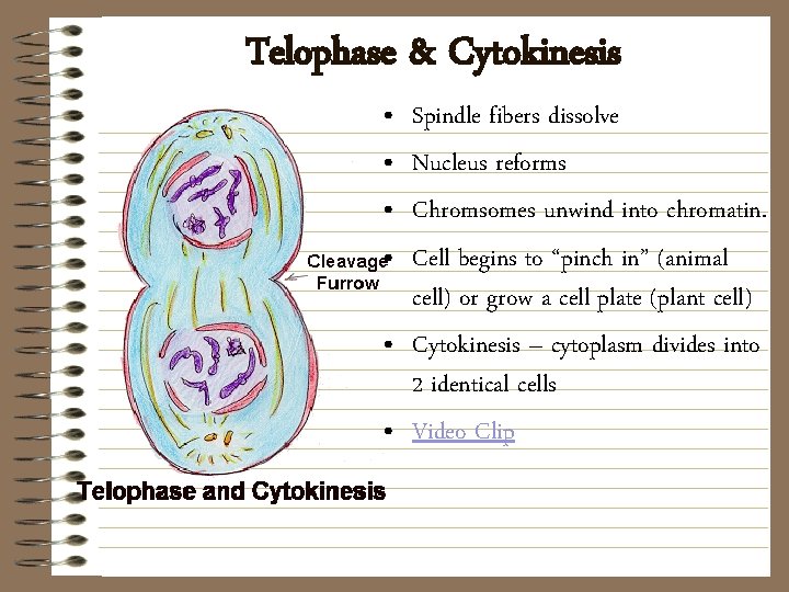 Telophase & Cytokinesis • • Spindle fibers dissolve Nucleus reforms Chromsomes unwind into chromatin.