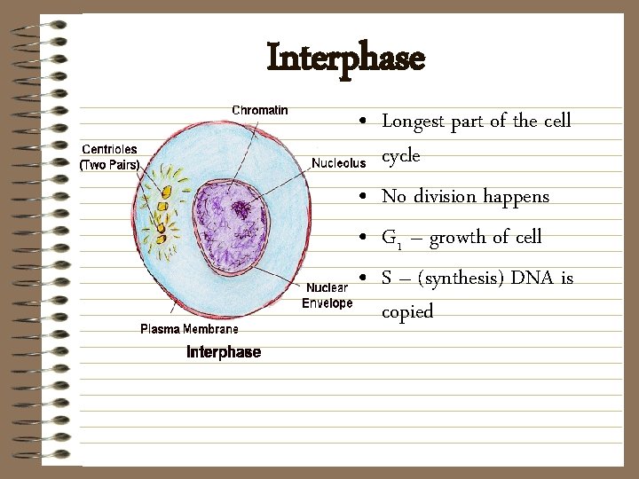Interphase • Longest part of the cell cycle • No division happens • G