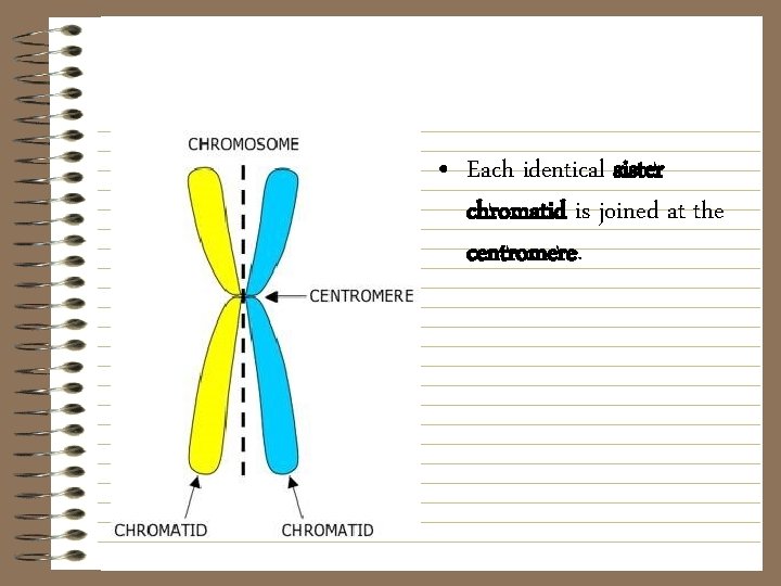  • Each identical sister chromatid is joined at the centromere. 