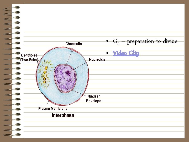  • G 2 – preparation to divide • Video Clip 