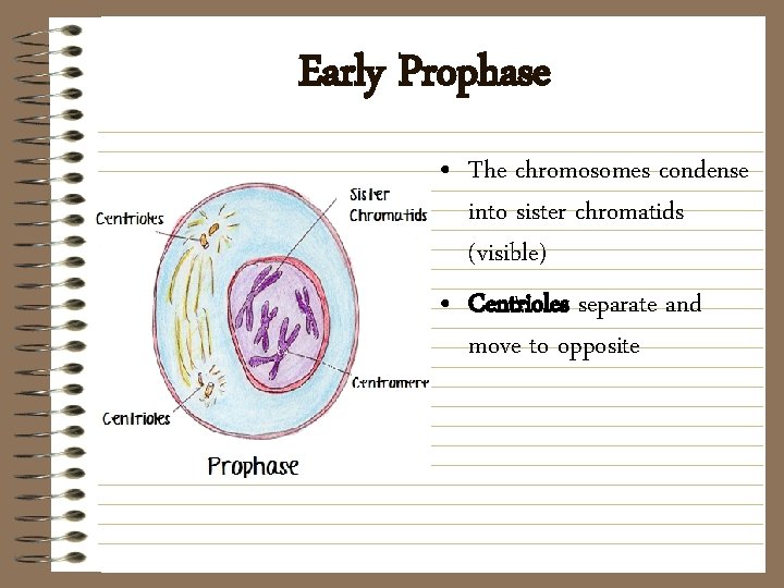 Early Prophase • The chromosomes condense into sister chromatids (visible) • Centrioles separate and