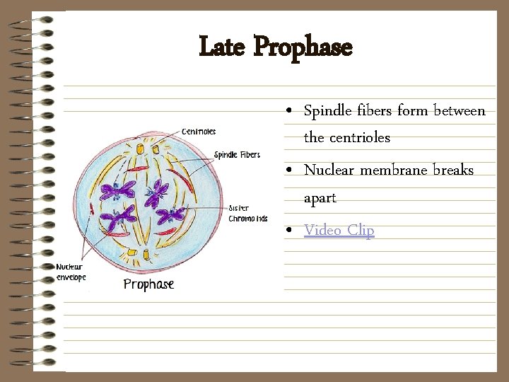 Late Prophase • Spindle fibers form between the centrioles • Nuclear membrane breaks apart