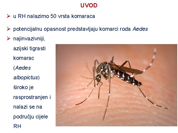 UVOD Ø u RH nalazimo 50 vrsta komaraca Ø potencijalnu opasnost predstavljaju komarci roda