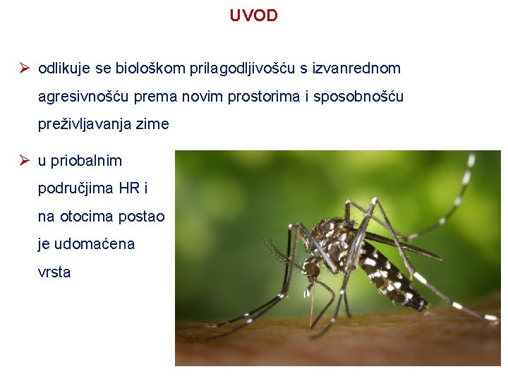 UVOD Ø odlikuje se biološkom prilagodljivošću s izvanrednom agresivnošću prema novim prostorima i sposobnošću