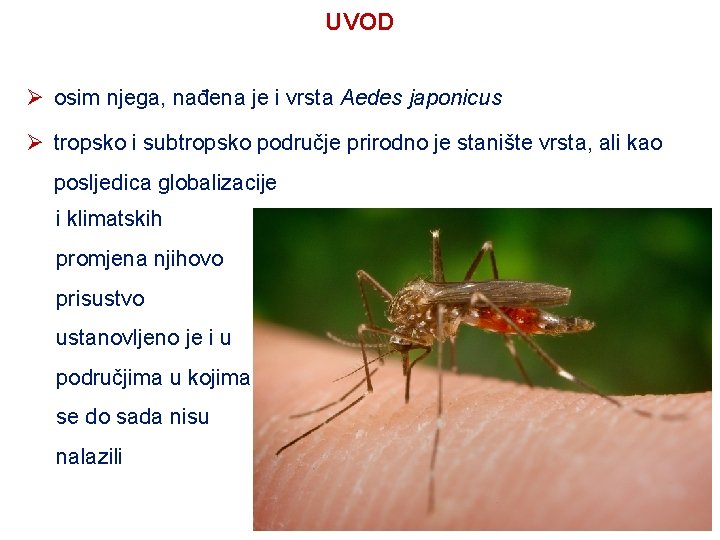 UVOD Ø osim njega, nađena je i vrsta Aedes japonicus Ø tropsko i subtropsko