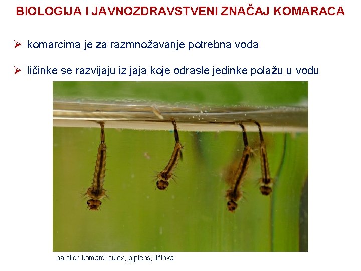 BIOLOGIJA I JAVNOZDRAVSTVENI ZNAČAJ KOMARACA Ø komarcima je za razmnožavanje potrebna voda Ø ličinke