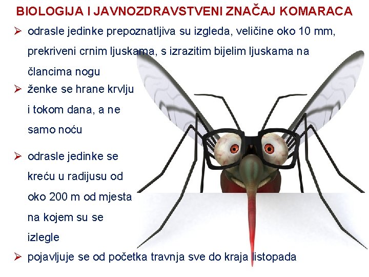 BIOLOGIJA I JAVNOZDRAVSTVENI ZNAČAJ KOMARACA Ø odrasle jedinke prepoznatljiva su izgleda, veličine oko 10