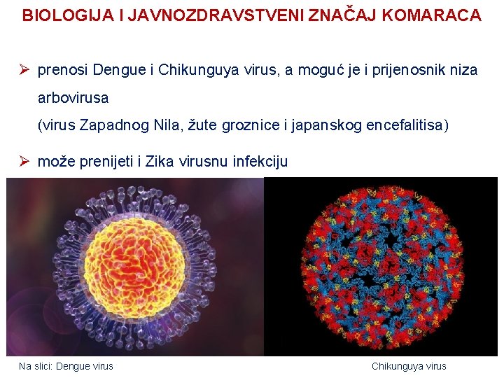 BIOLOGIJA I JAVNOZDRAVSTVENI ZNAČAJ KOMARACA Ø prenosi Dengue i Chikunguya virus, a moguć je