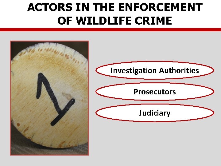 ACTORS IN THE ENFORCEMENT OF WILDLIFE CRIME Investigation Authorities Prosecutors Judiciary 