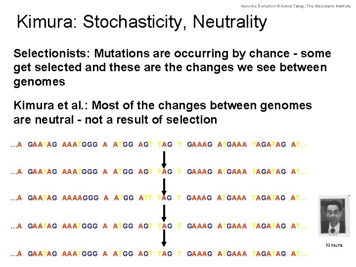 Genome Evolution © Amos Tanay, The Weizmann Institute Kimura: Stochasticity, Neutrality Selectionists: Mutations are