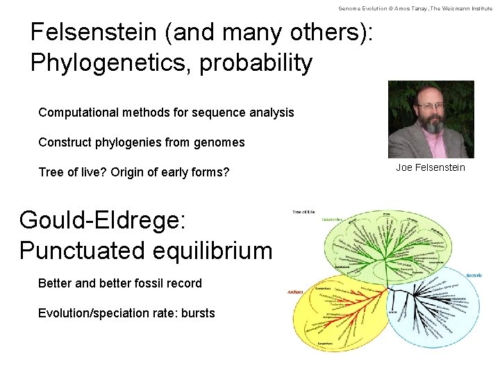 Genome Evolution © Amos Tanay, The Weizmann Institute Felsenstein (and many others): Phylogenetics, probability