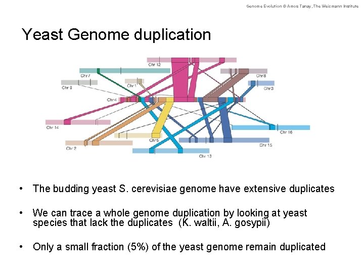 Genome Evolution © Amos Tanay, The Weizmann Institute Yeast Genome duplication • The budding