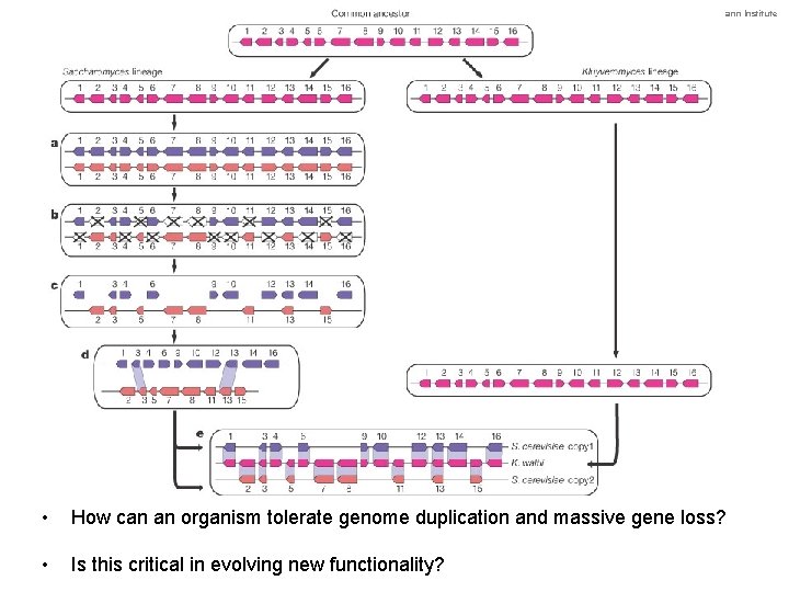 Genome Evolution © Amos Tanay, The Weizmann Institute • How can an organism tolerate