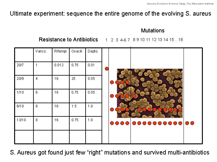 Genome Evolution © Amos Tanay, The Weizmann Institute Ultimate experiment: sequence the entire genome