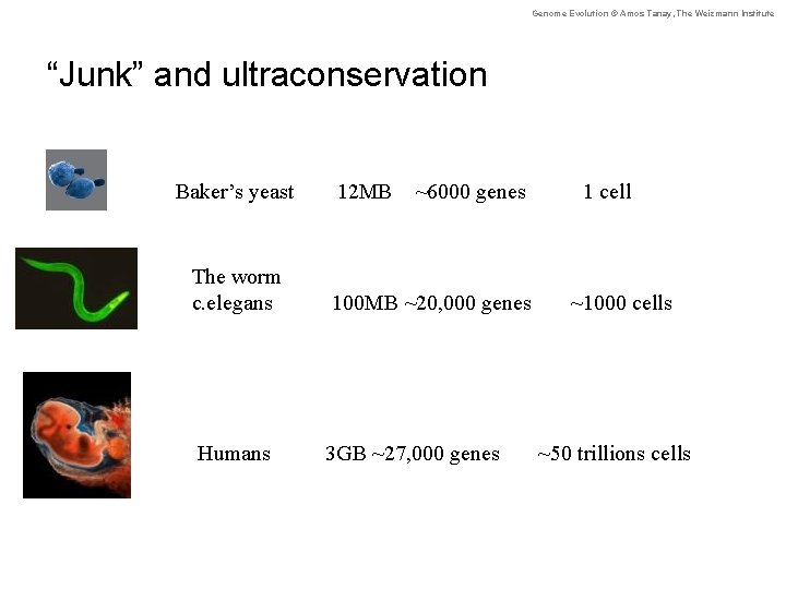 Genome Evolution © Amos Tanay, The Weizmann Institute “Junk” and ultraconservation Baker’s yeast 12