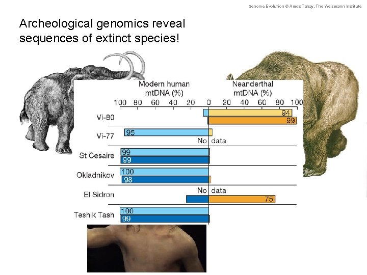 Genome Evolution © Amos Tanay, The Weizmann Institute Archeological genomics reveal sequences of extinct