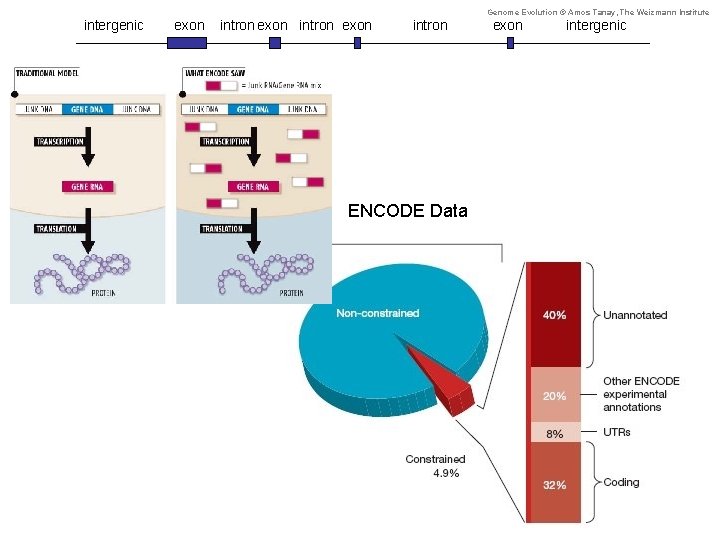 Genome Evolution © Amos Tanay, The Weizmann Institute intergenic exon intron ENCODE Data exon
