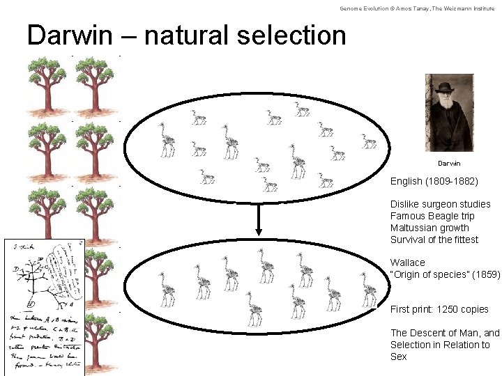 Genome Evolution © Amos Tanay, The Weizmann Institute Darwin – natural selection Darwin English