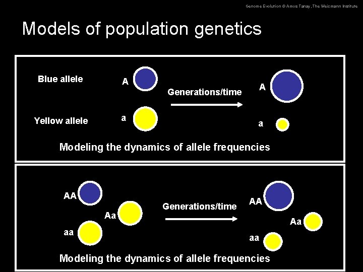 Genome Evolution © Amos Tanay, The Weizmann Institute Models of population genetics Blue allele