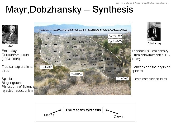 Genome Evolution © Amos Tanay, The Weizmann Institute Mayr, Dobzhansky – Synthesis Frequency of