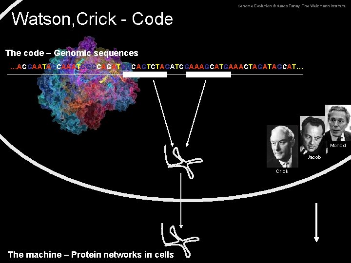 Genome Evolution © Amos Tanay, The Weizmann Institute Watson, Crick - Code The code