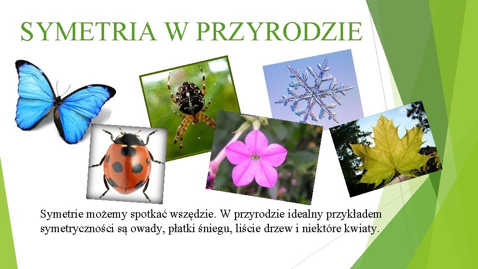 SYMETRIA W PRZYRODZIE Symetrie możemy spotkać wszędzie. W przyrodzie idealny przykładem symetryczności są owady,