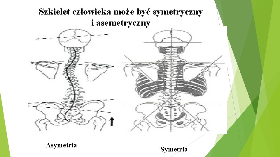 Szkielet człowieka może być symetryczny i asemetryczny Asymetria Symetria 