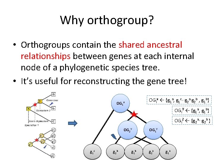 Why orthogroup? • Orthogroups contain the shared ancestral relationships between genes at each internal