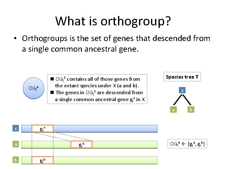 What is orthogroup? • Orthogroups is the set of genes that descended from a