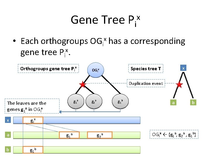 Gene Tree Pix • Each orthogroups OGix has a corresponding gene tree Pix. Orthogroups