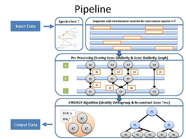 Pipeline Input Data Species tree T Sequence and chromosomal location for each extant species